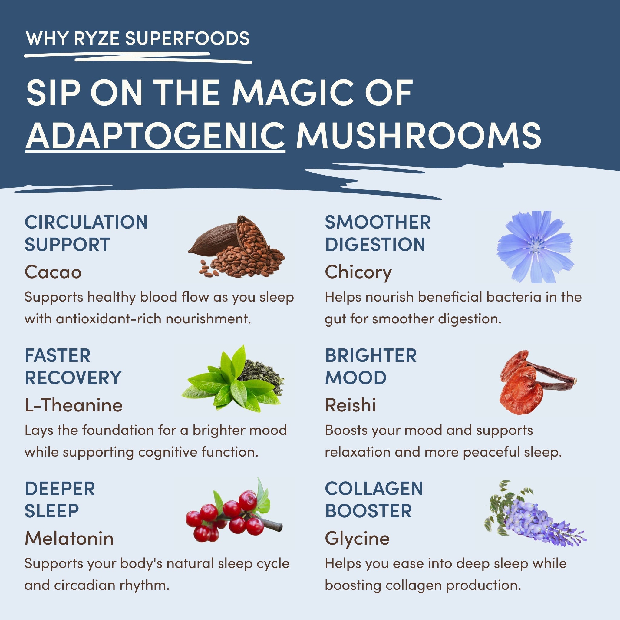 Mushroom Hot Cocoa (20 servings) - Your Coffee Moment