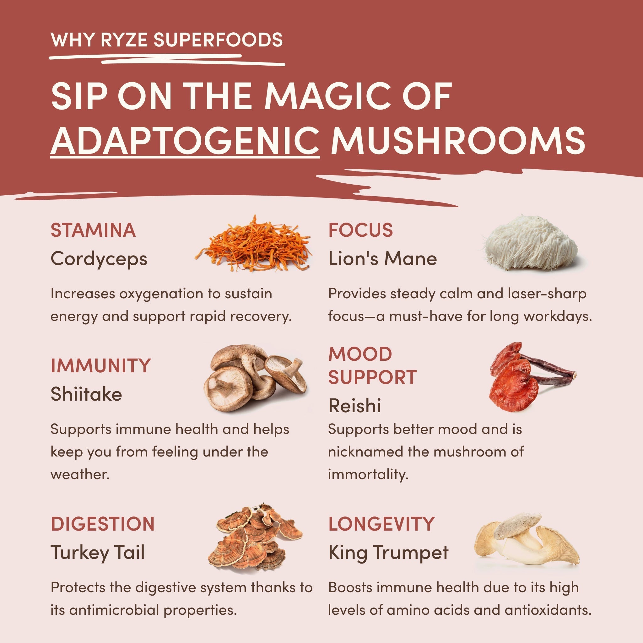 Mushroom Chicory (30 Servings) - Morning Made Simple